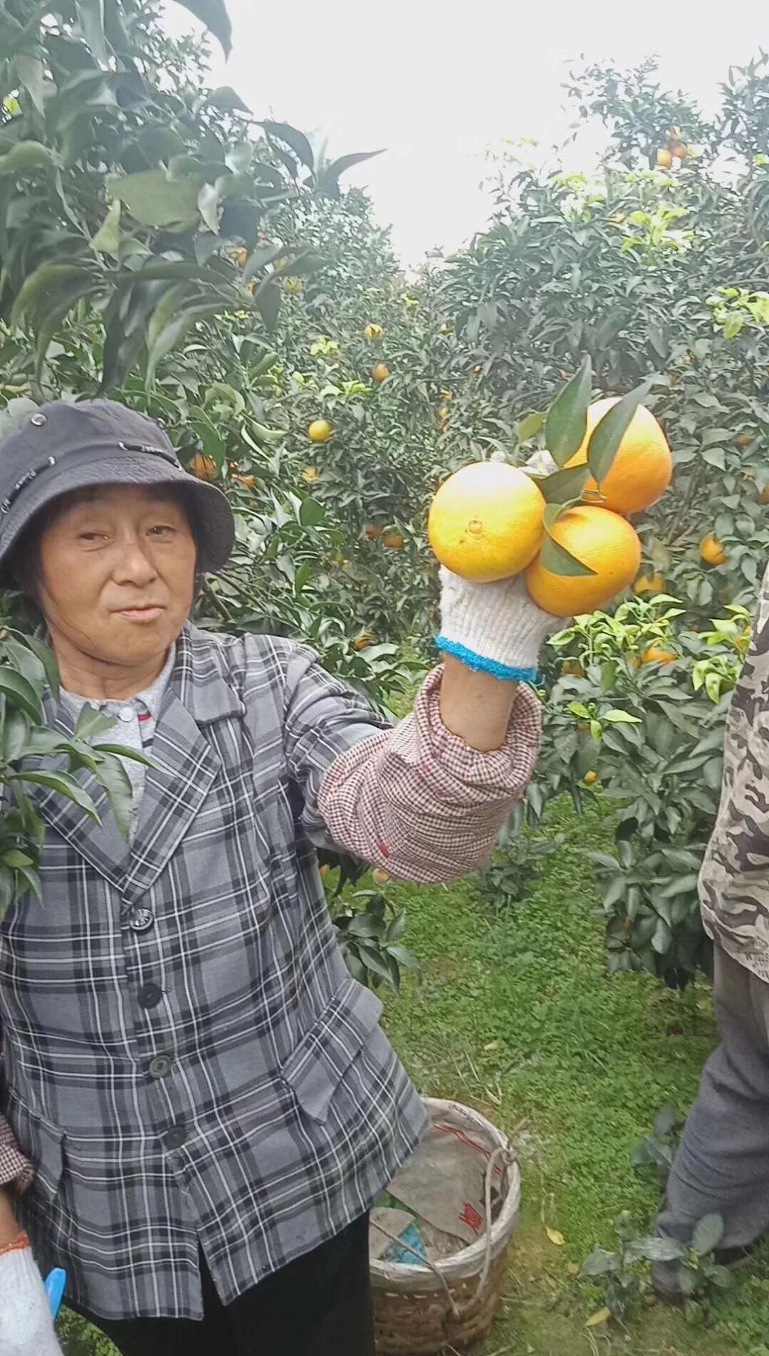 家乡特产果子图片,家乡的果子