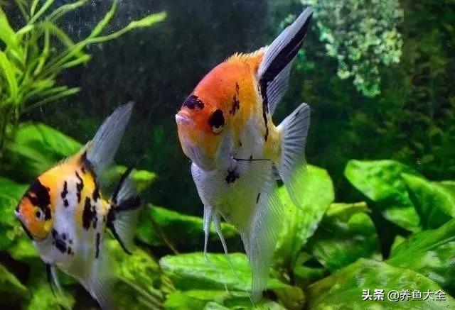 观赏鱼总打架怎么办,观赏鱼老是打架怎么办