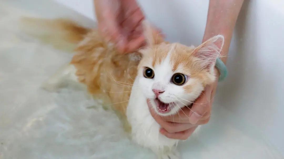 猫咪掉毛很严重补充什么维生素,猫咪脚上突然斑秃掉毛是怎么回事