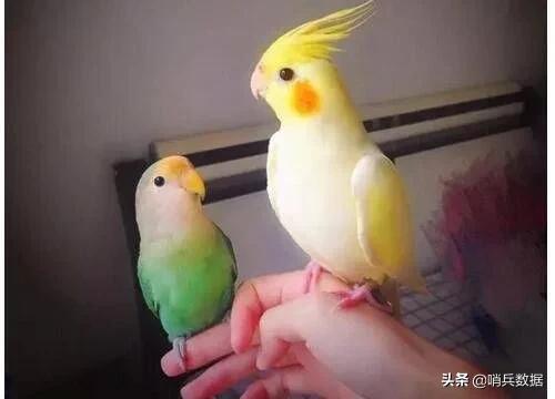 全球十大最小的宠物,全球10大最小宠物小巧可随身携带