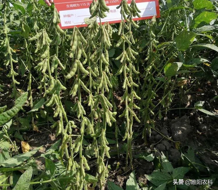 大豆高产抗倒新品种,大豆高产新品种有哪些