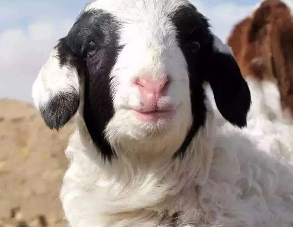 一合优品物联网智能自动化烤炉