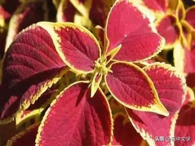 花语大全100种花图片,100种花的花语太全了