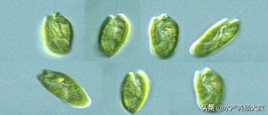水产养殖藻类培养做法,水产养殖什么藻类最好