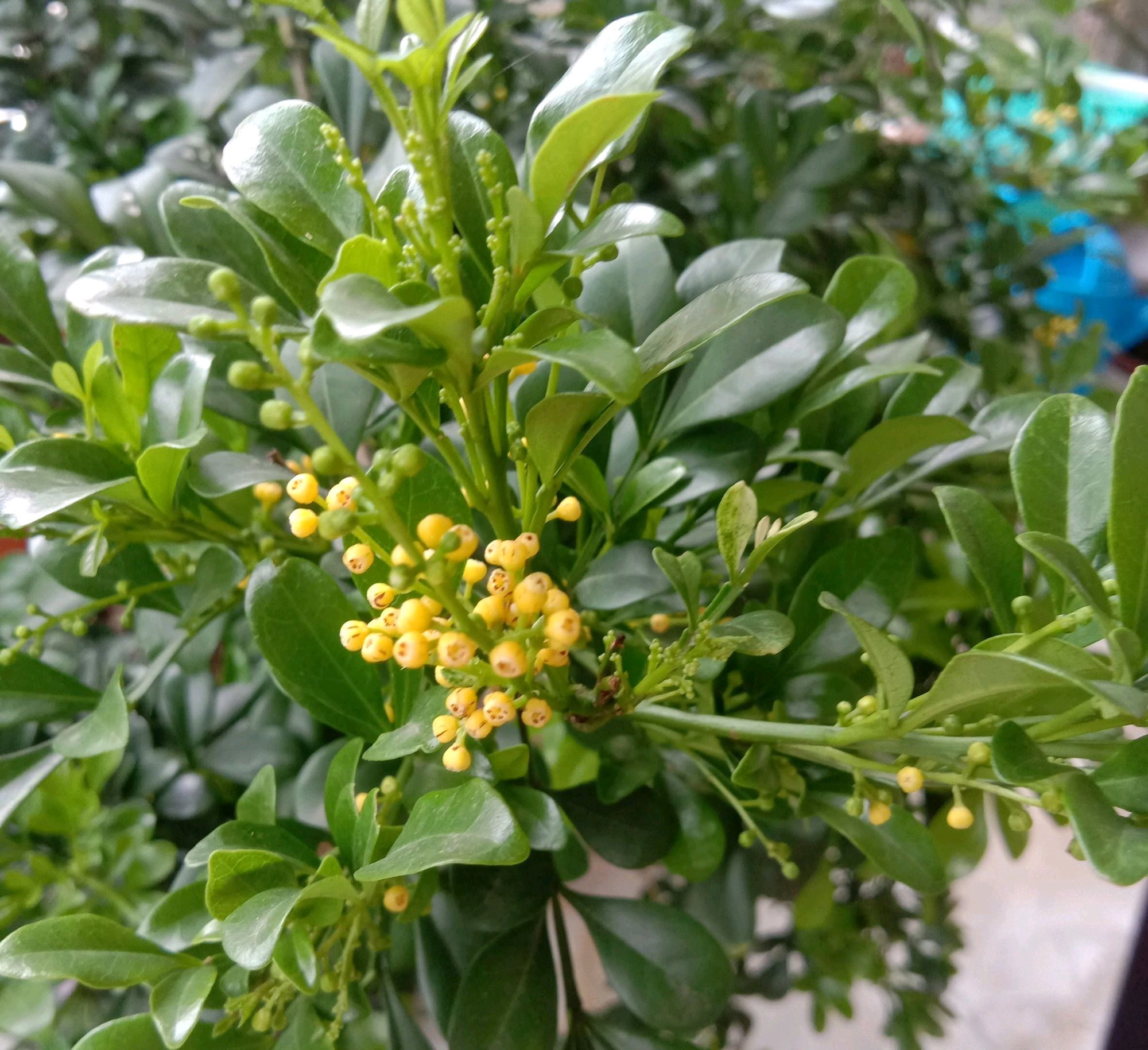 养米兰花为什么用深盆最好,养好米兰花选盆最佳要求