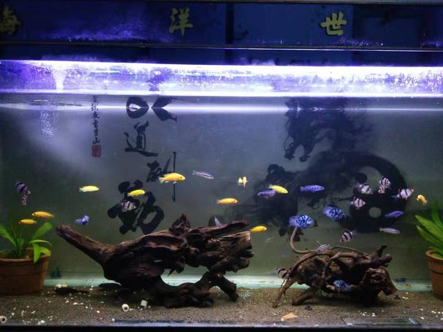 鱼缸过滤棉哪一种过滤好,鱼缸过滤一般用几层过滤棉