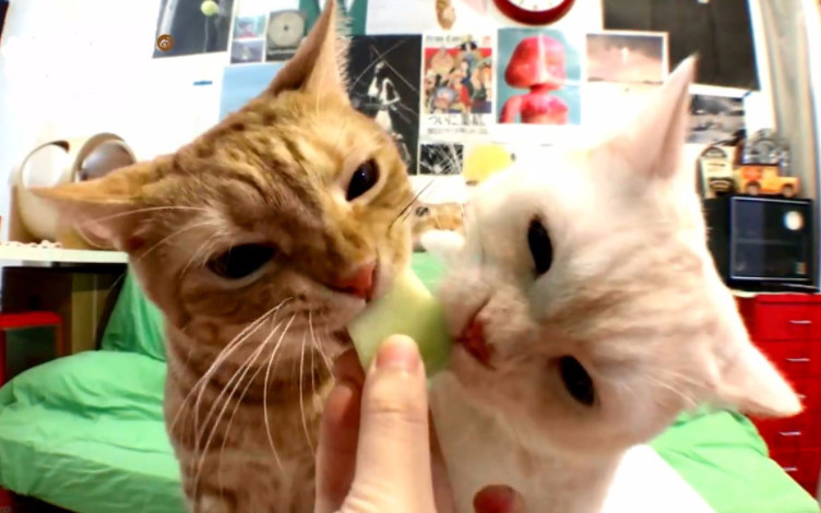 猫咪追求者,猫咪渴求食物