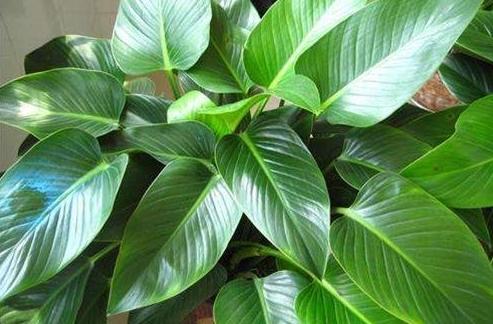 怎么样叶片变得油亮,用什么可以让叶子油亮