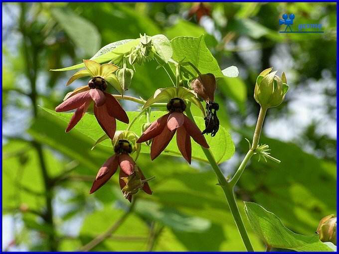中药材墨旱莲,昂天莲可以治风湿吗
