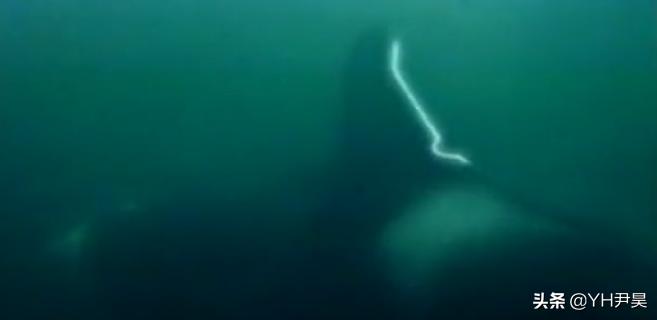 发生在美国的罕见事件，大白鲨遭遇神秘生物捕杀，真相颠覆认知