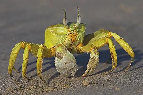 深秋螃蟹,深秋螃蟹肥