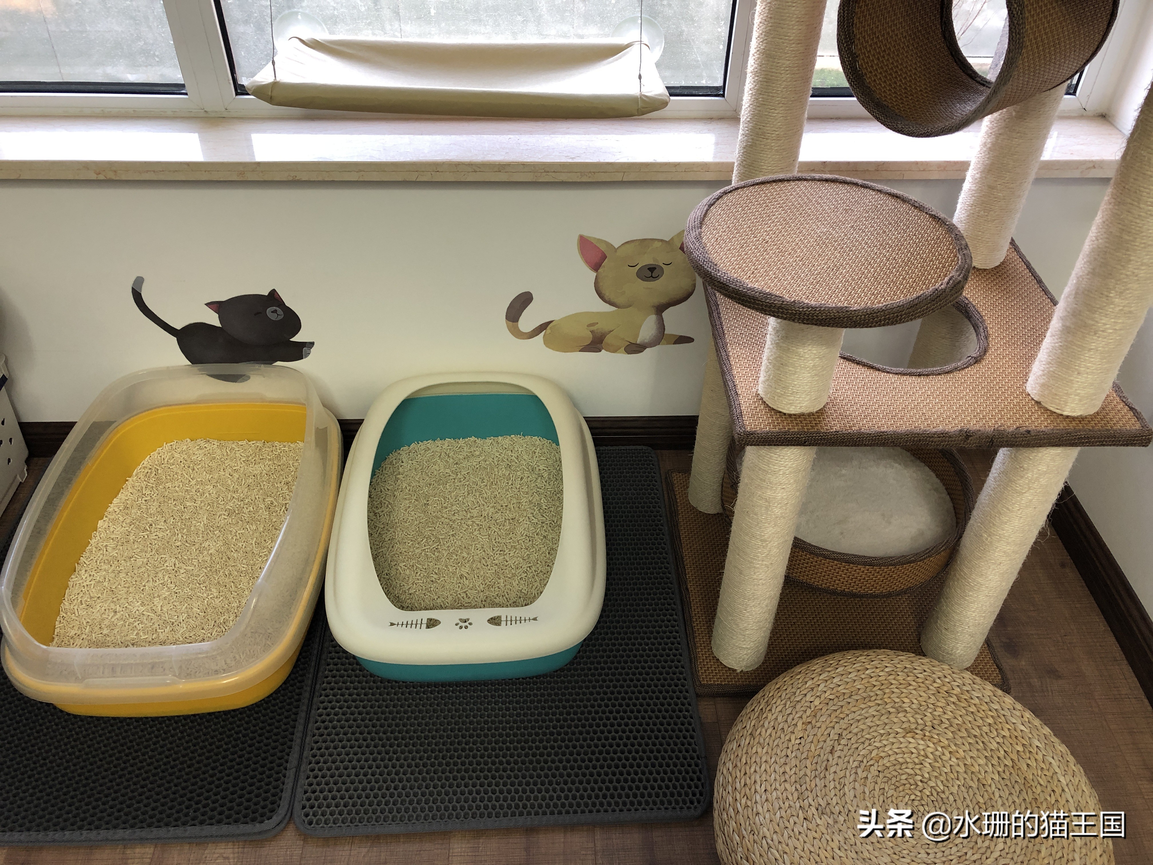 猫咪腹泻日常怎么办,猫咪腹泻紧急处理办法视频