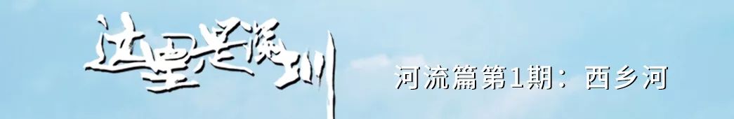 别总去大沙河了！深圳这条极少有人知道的河流，更神秘