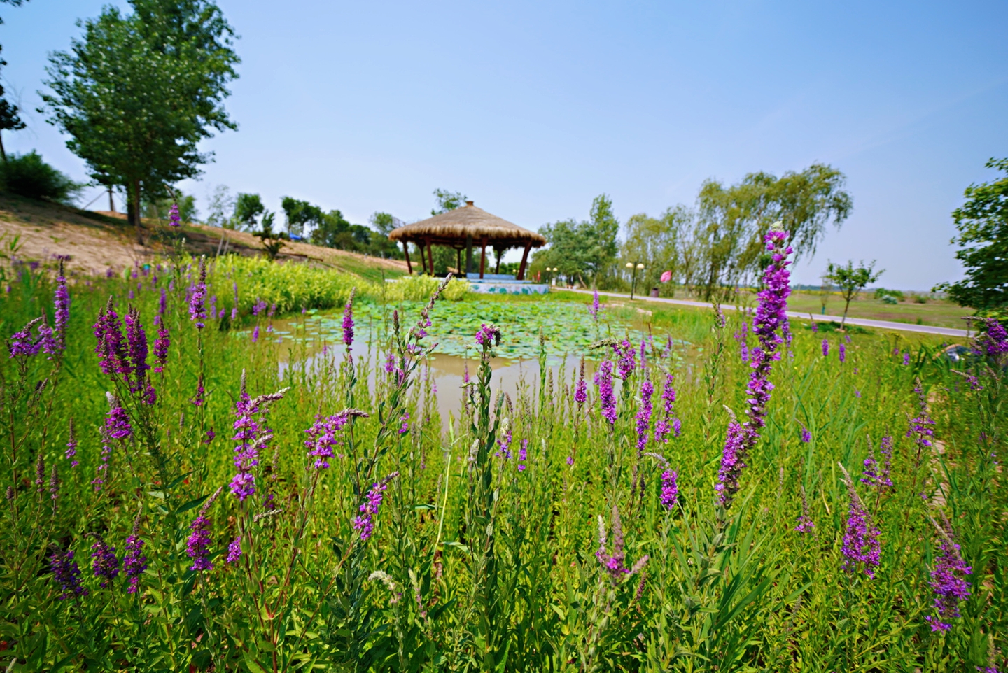 “杏运”来袭：这个县城一件事儿坚持了28年