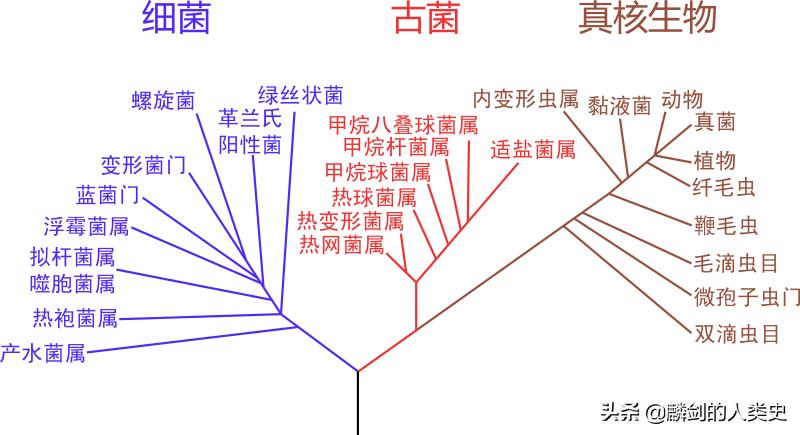 地球单细胞生物的进化过程,地球微生物演化史