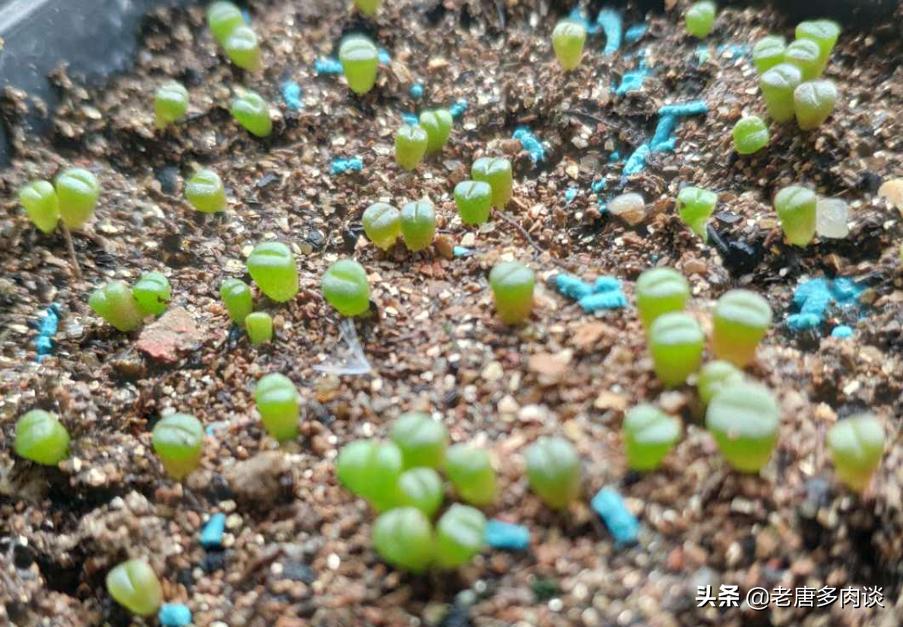 多肉播种苗后期怎么养护,景天多肉播种多久出苗