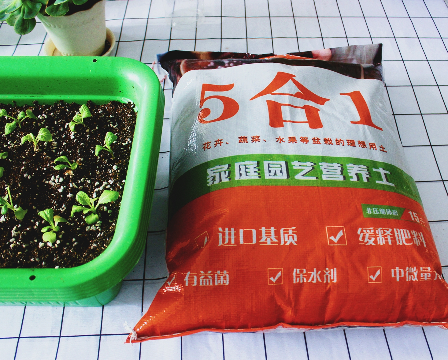 马蹄莲的种植和养护方法视频讲解,马蹄莲种球种植方法和时间表视频