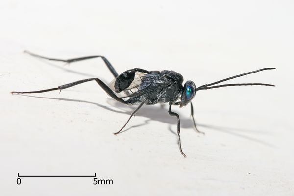 益虫有哪些图片大全,益虫有哪些昆虫怎么画