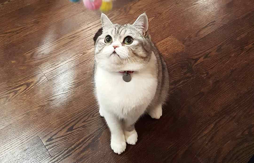 猫咪到底能不能吃洋葱,猫能不能吃洋葱