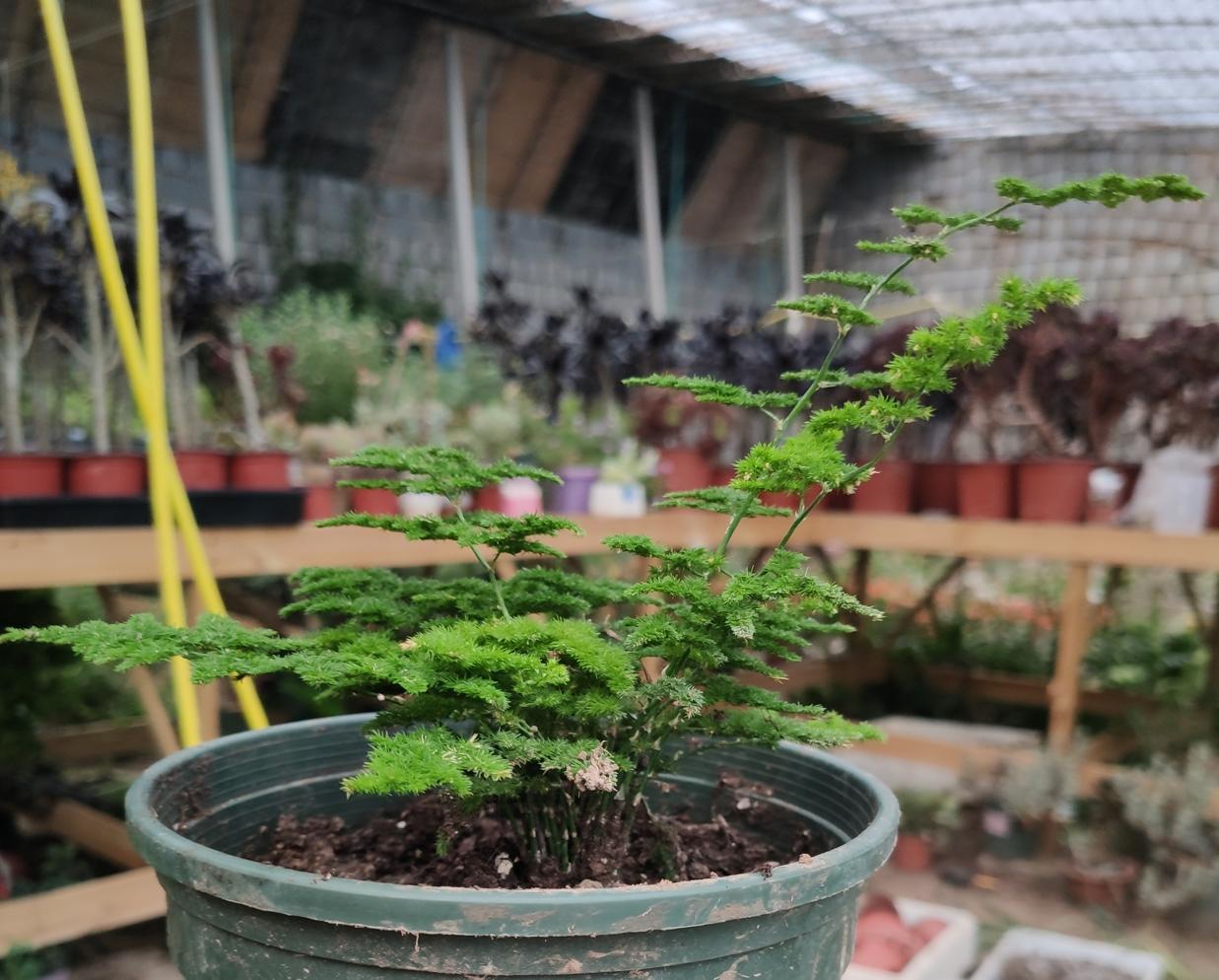 大盆云竹盆景怎么修剪好看,云竹的养殖知识大全图片