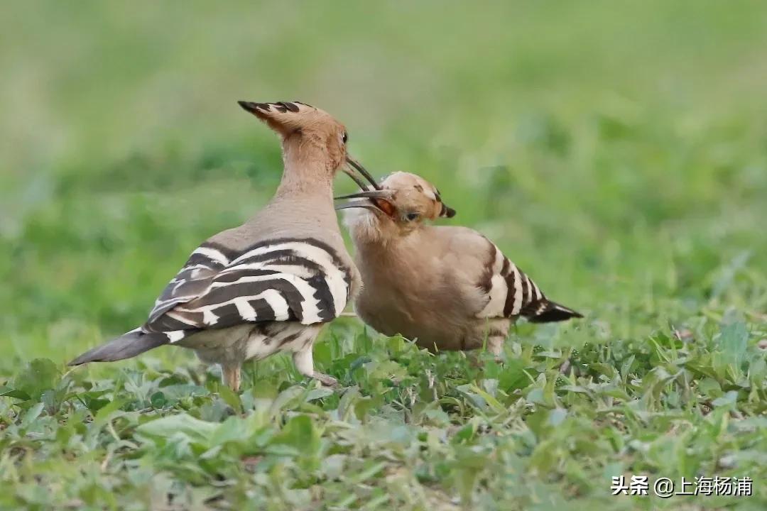 冬季引来最佳观鸟季,观鸟季一年一度