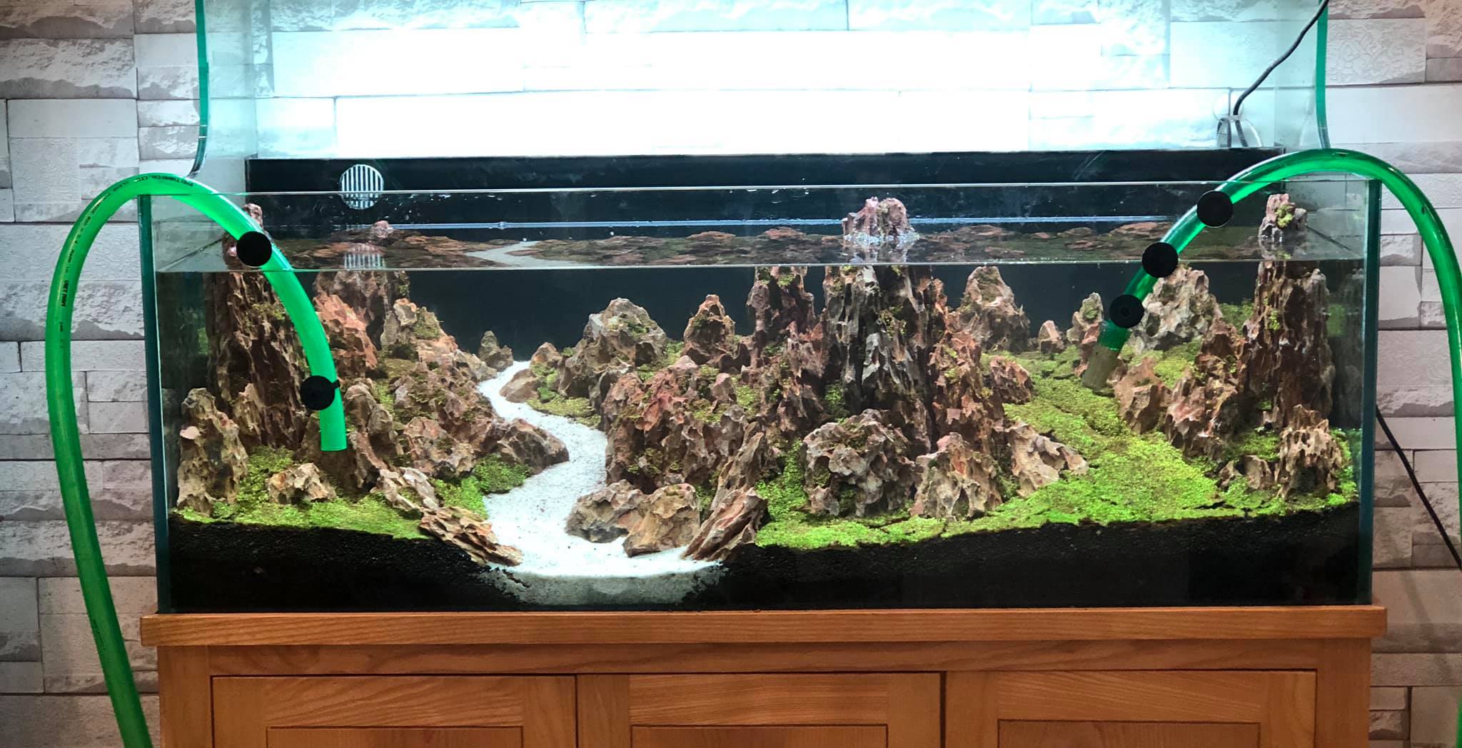 鱼缸硝化系统建立时要换水吗,鱼缸加黄粉还能建立硝化系统吗