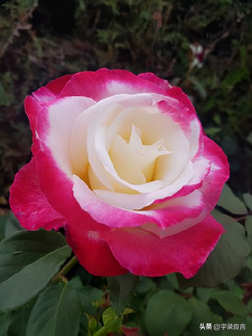 哲理短句精辟入骨,15条精辟入骨的句子