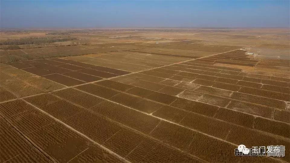 甘肃玉门枸杞项目,甘肃玉门的枸杞怎么样