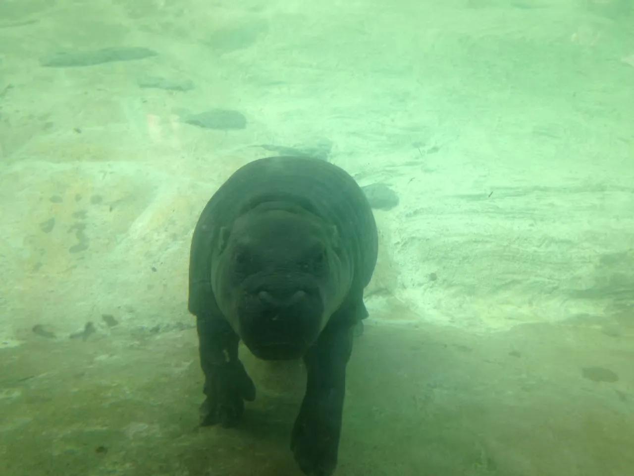 广州长隆野生动物园最全游玩攻略,长隆野生动物园游玩攻略