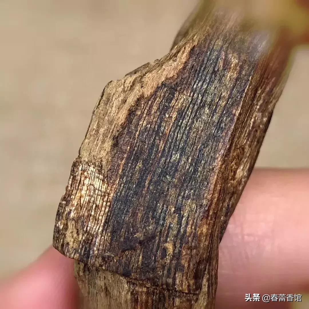 奇楠香各种品种,奇楠沉香最好最大的树