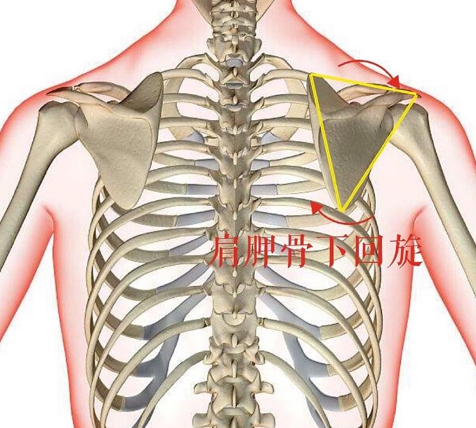 溜肩，长得再瘦体型也垮垮的。但溜肩常见这两种情况，别练错