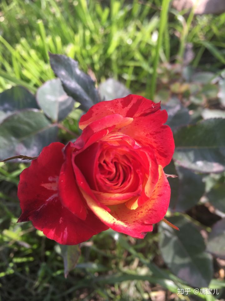 如何提升花种成活率,花种种植生活小技巧