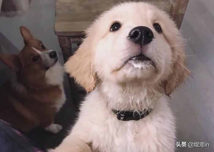 狗狗太活泼了咬人怎么办,狗狗太活泼兴奋