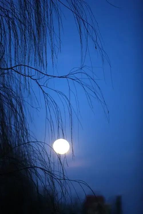 血月诗歌,血月姽婳作品全集在线阅读