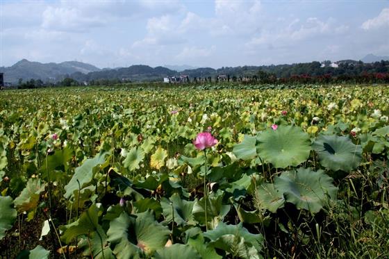 黄山的金凤凰,山沟里的金凤凰湖北