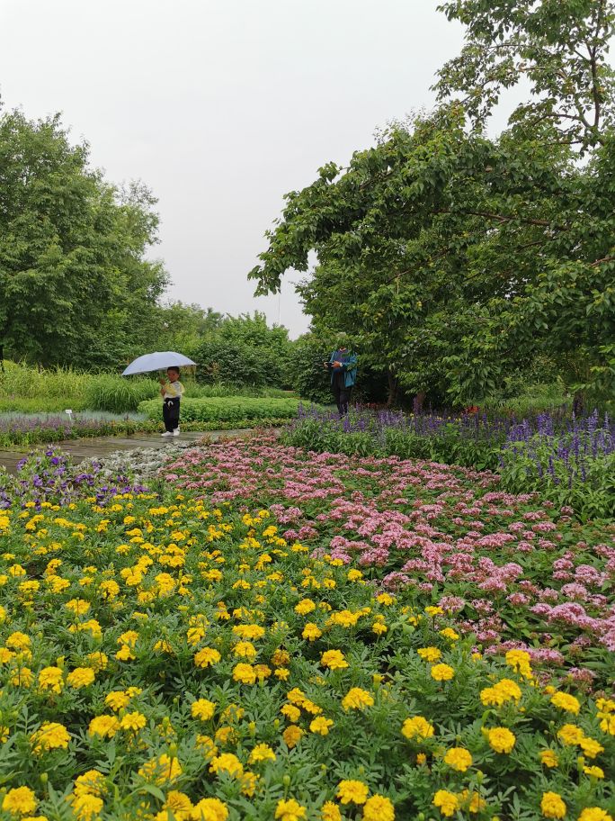 百花园里花里花争艳,百花园里百花香