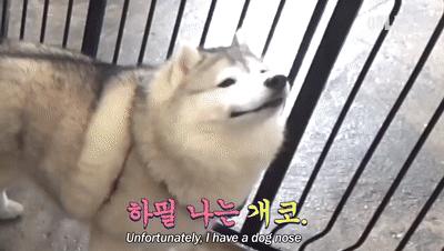 二哈为什么变瘦了,二哈太胖了必须要减肥