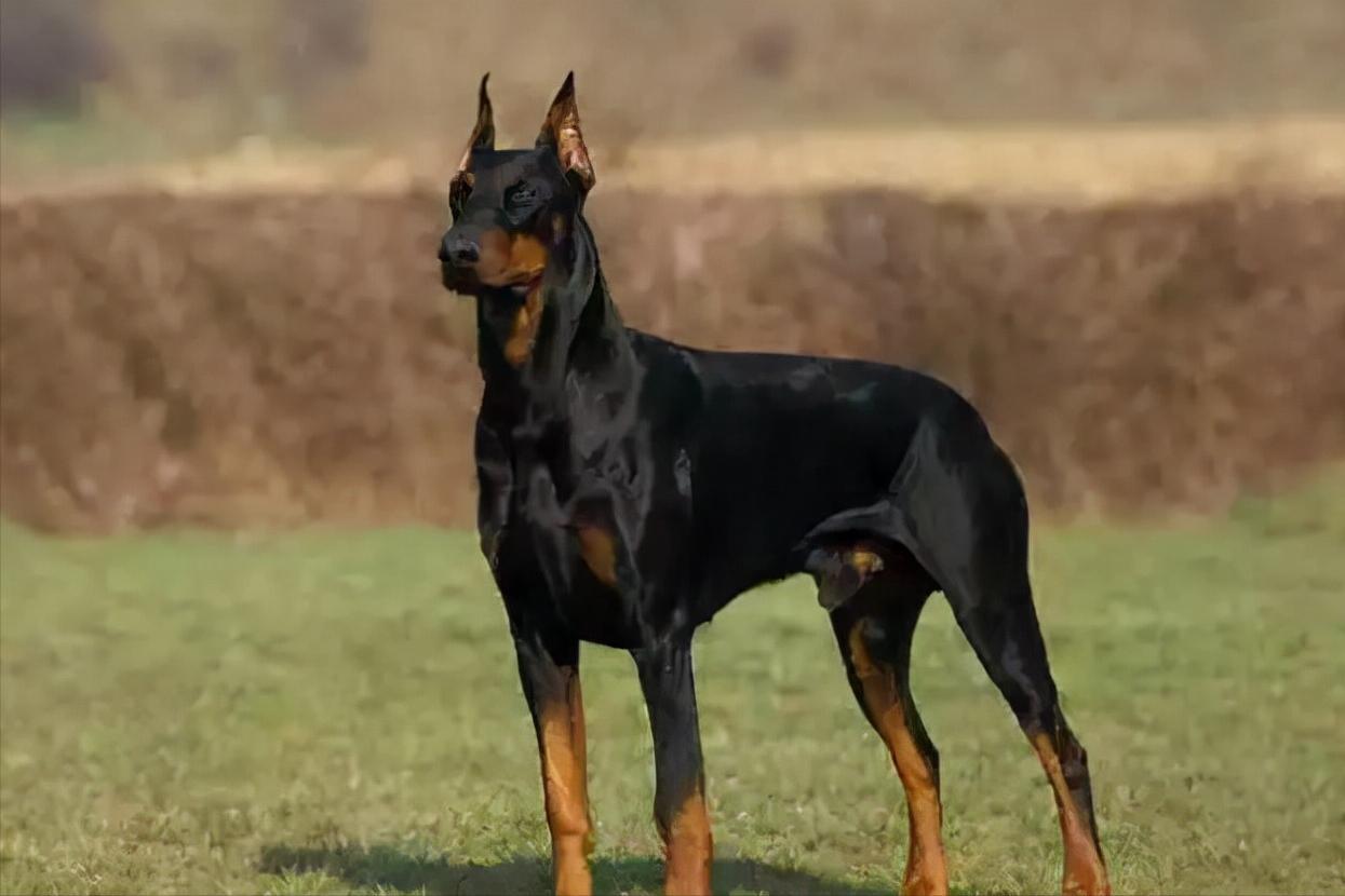 加纳利犬十大猛犬,加纳利犬真的是杀人犬吗