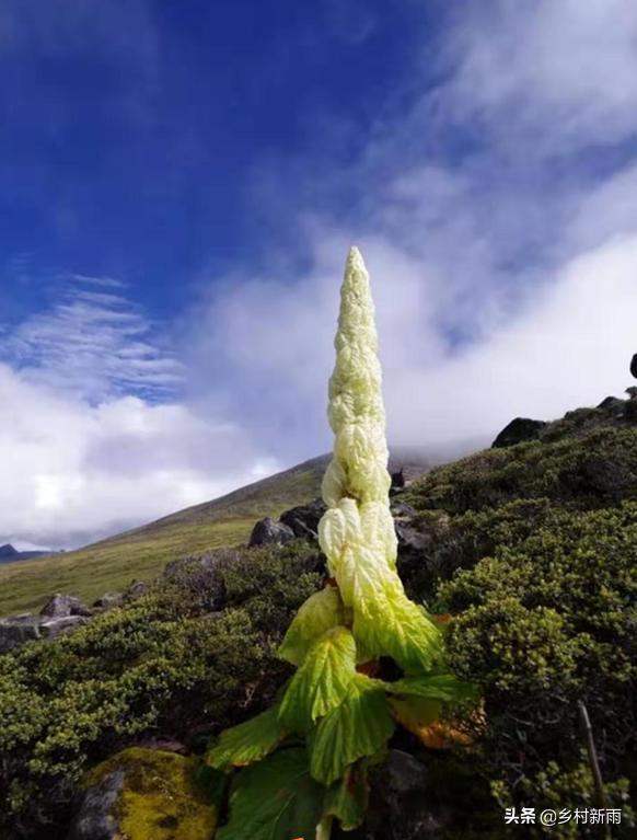 塔黄藏药配方大全,藏药塔黄能治哪种病