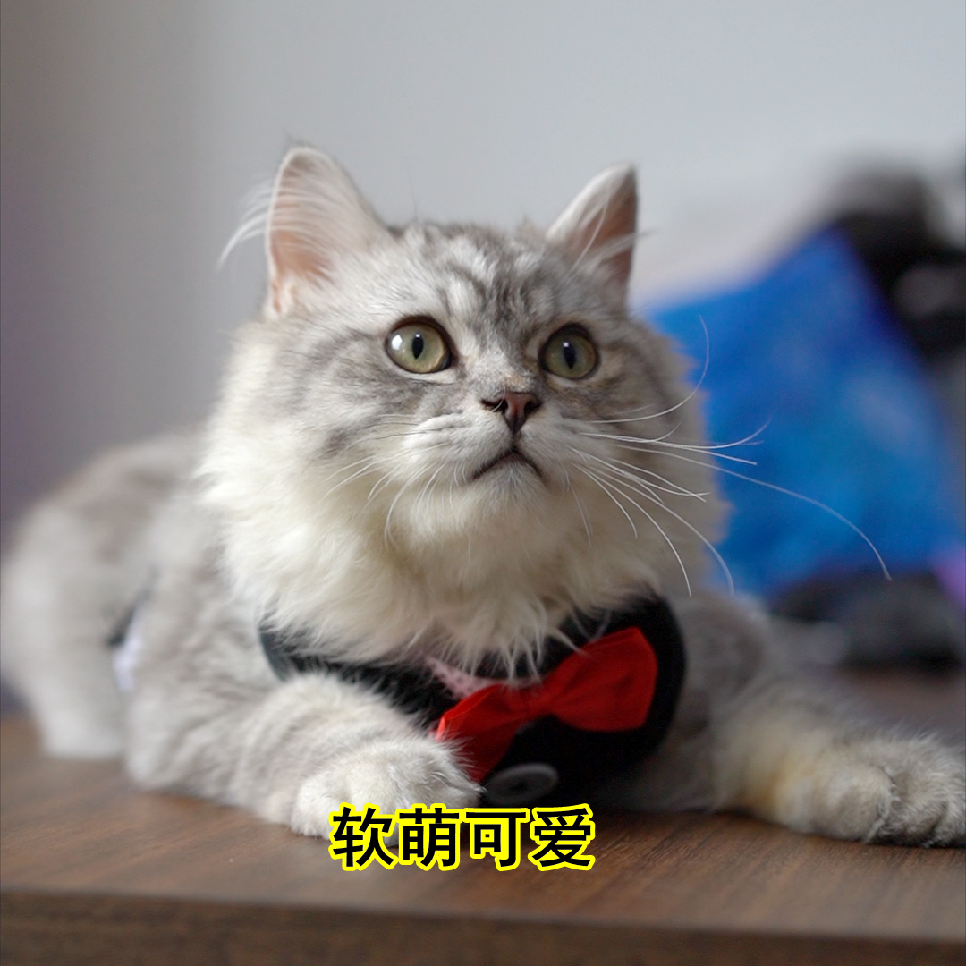 养猫反而焦虑了,养猫养狗的人洞察人性