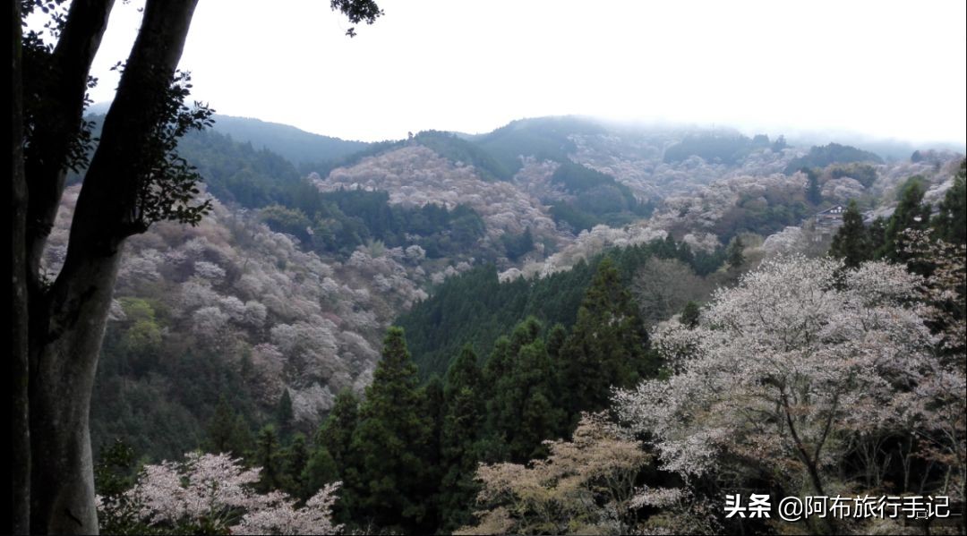 日本花海,日本30个最美花海
