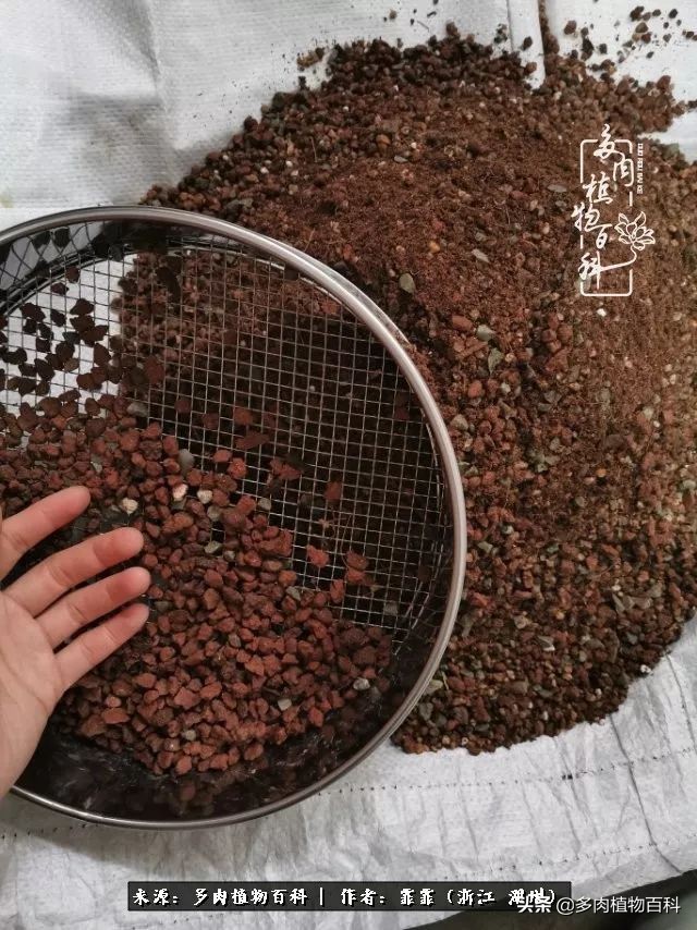 包邮区多肉度夏养护心得,阳台党养多肉怎么度夏