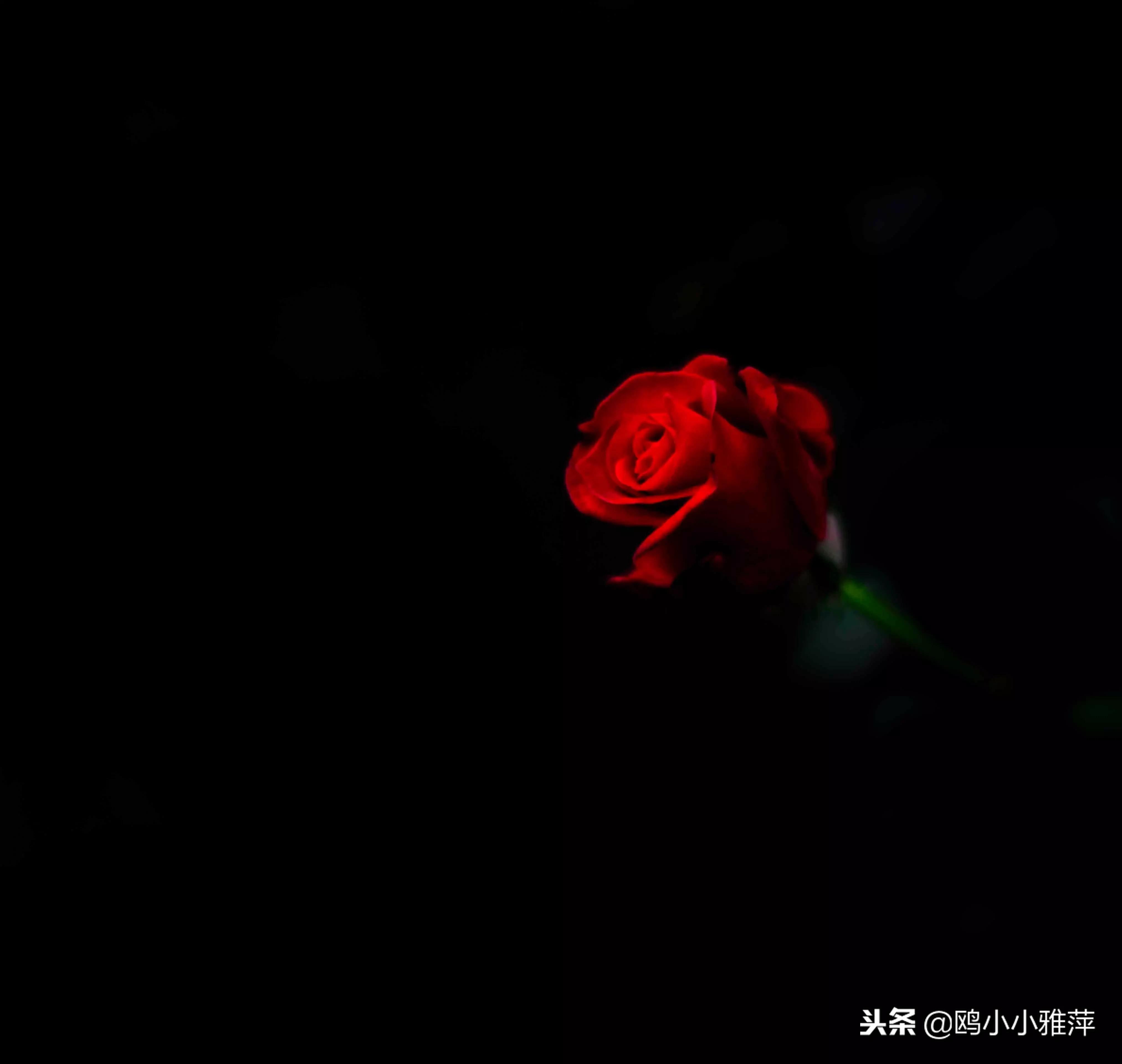 11朵玫瑰花礼盒图片,11朵玫瑰花贺卡文案