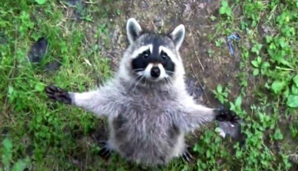 呆萌可爱小浣熊,小浣熊带传染病吗