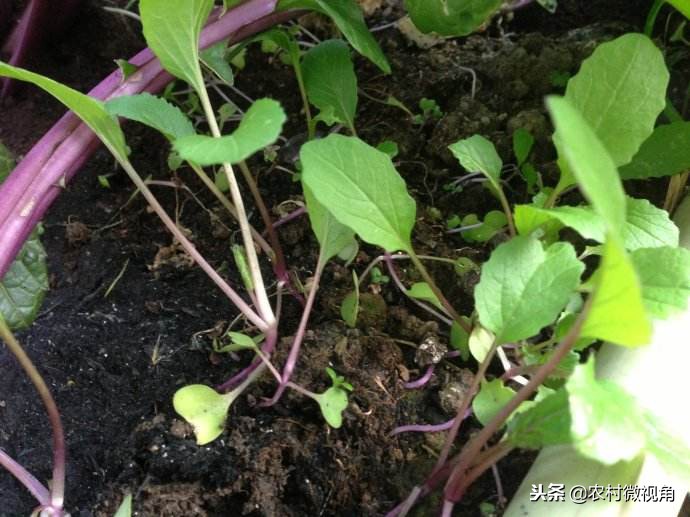 阳台种菜菜长得快怎么办,如何在阳台种菜的方法和技巧