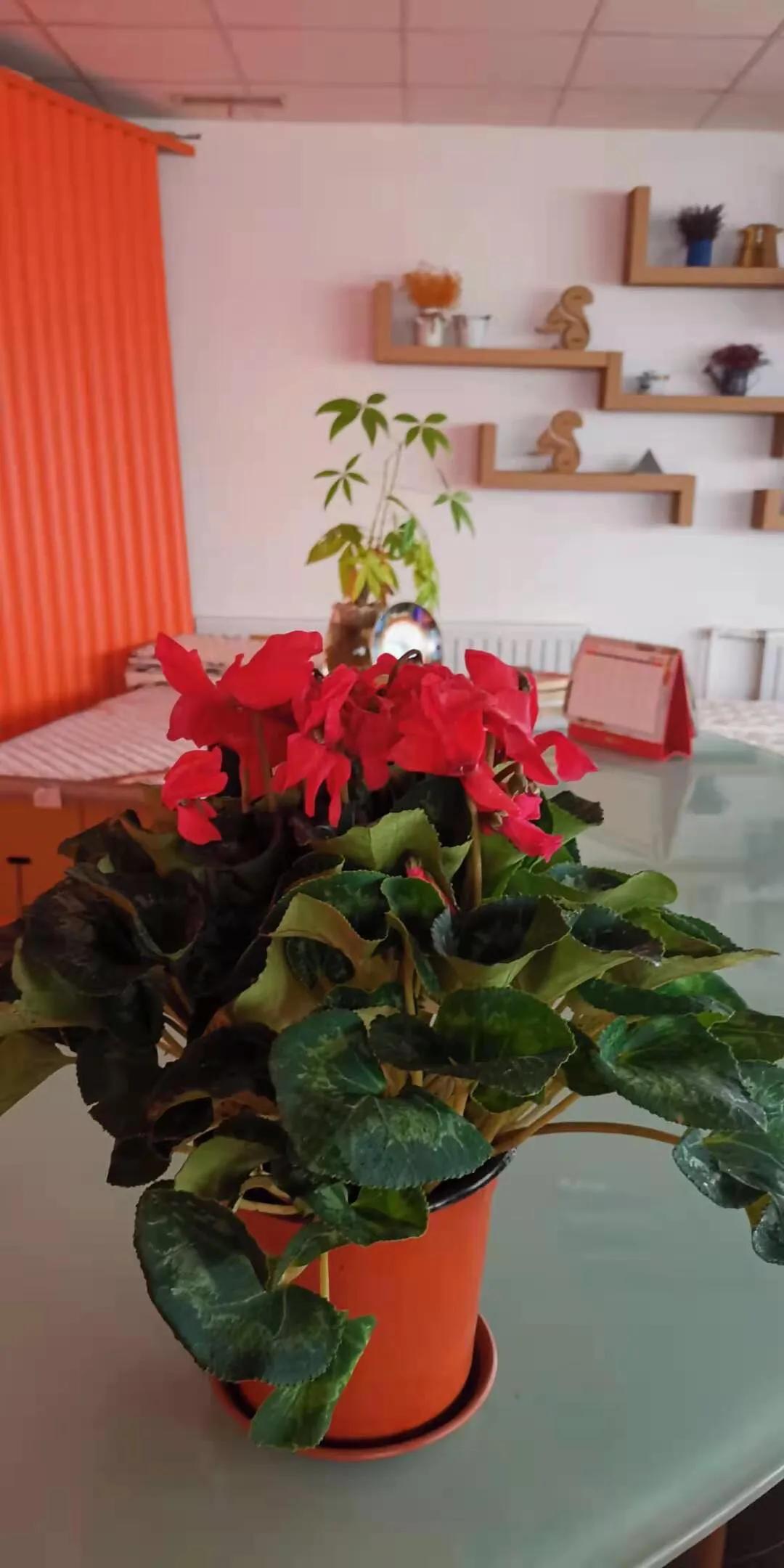 收到带冰茬的仙客来，想起“冰山上的来客”