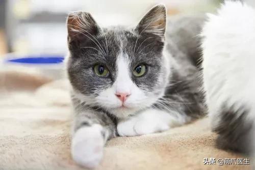 猫咪下巴长了黑头？千万别去抠，那是猫咪患上了毛囊炎的症状