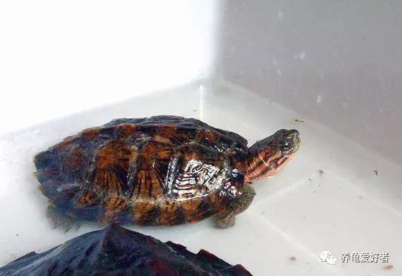 龟什么时候进入冬眠状态,龟大概什么时候结束冬眠