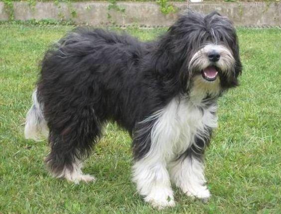 西藏四种原生犬,正在消失的四种本土犬