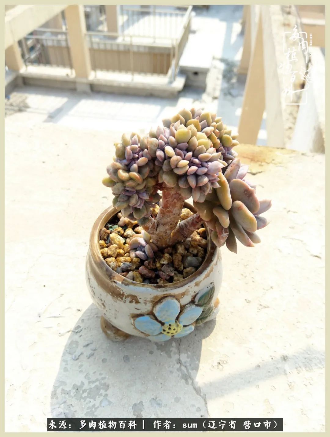 养多肉是一个很治愈的过程,养多肉是一种爱